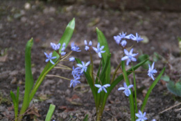 Scilla bifoliaVroege sterhyacint bestellen